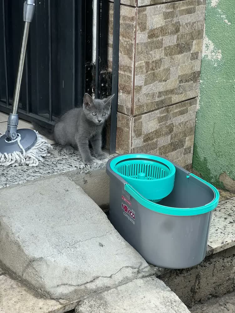 foto de Mop Compacto Com Balde 10 Litros Bettanin Noviça Tiffany/cinza