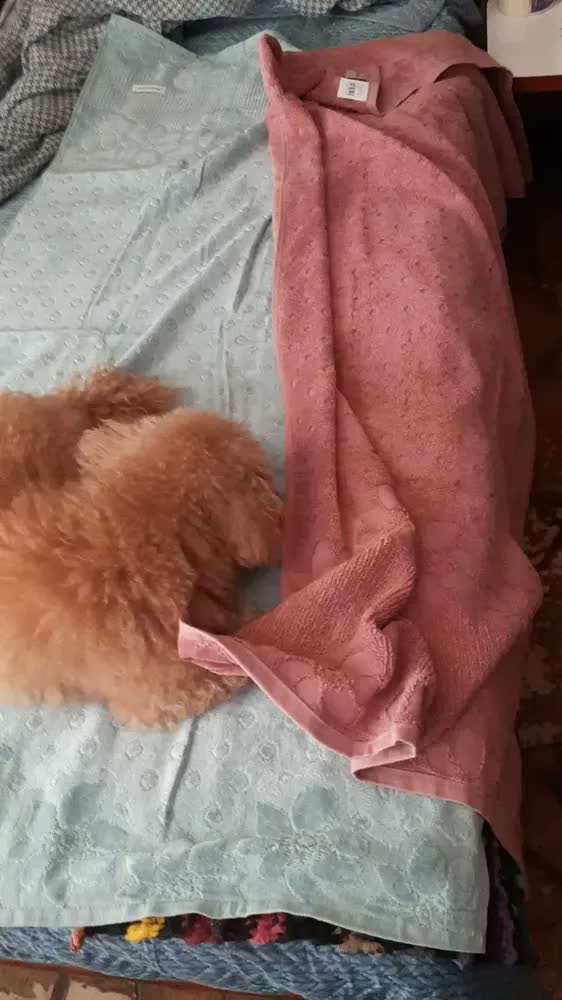 foto de Ofeta Relâmpago Jogo Banho 8 Pçs Toalhas Lollipop Buddemeyer