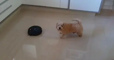 foto de Robô Aspirador de Pó WAP ROBOT W90 PÉROLA Automático 3 em 1
