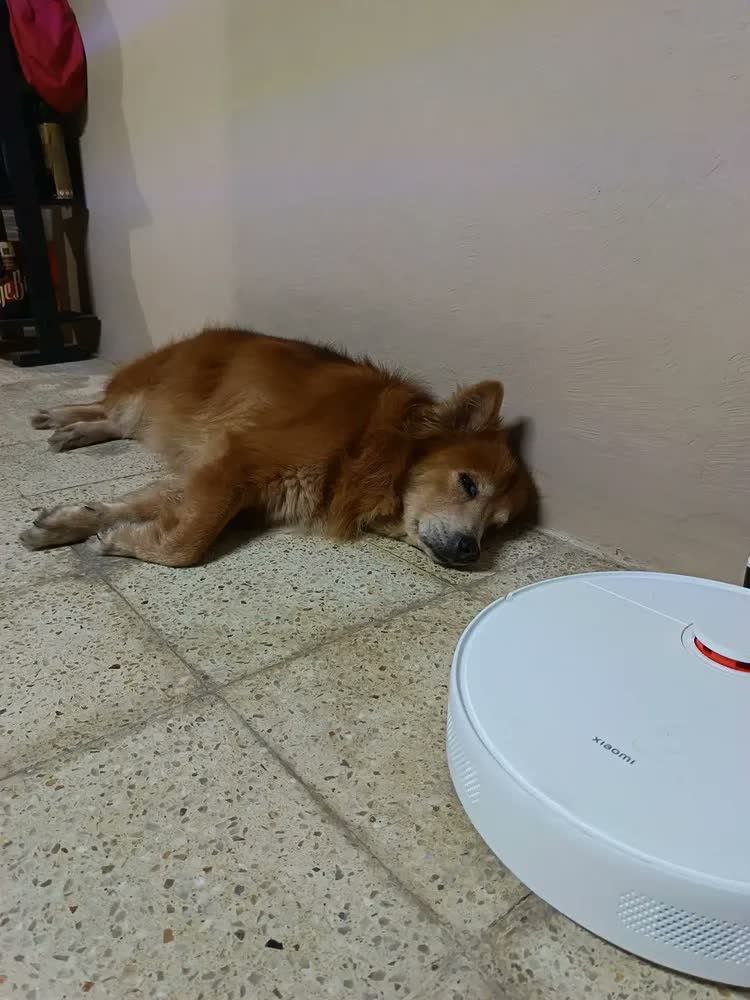 foto de Aspirador Robô Branco Xiaomi S40c Branco 127v