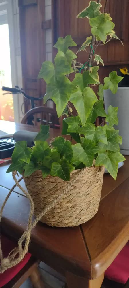foto de Cesto Vaso Cachepo De Palha Decorativo Sala Varanda Jardim Cor Palha Natural