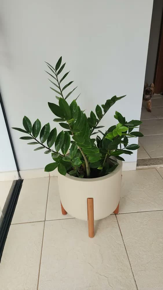 foto de Vaso De Planta Com Pé De Madeira Decoração Moderna Para Casa