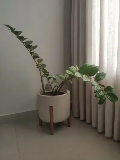 foto de Vaso De Planta Com Pé De Madeira Decoração Moderna Para Casa