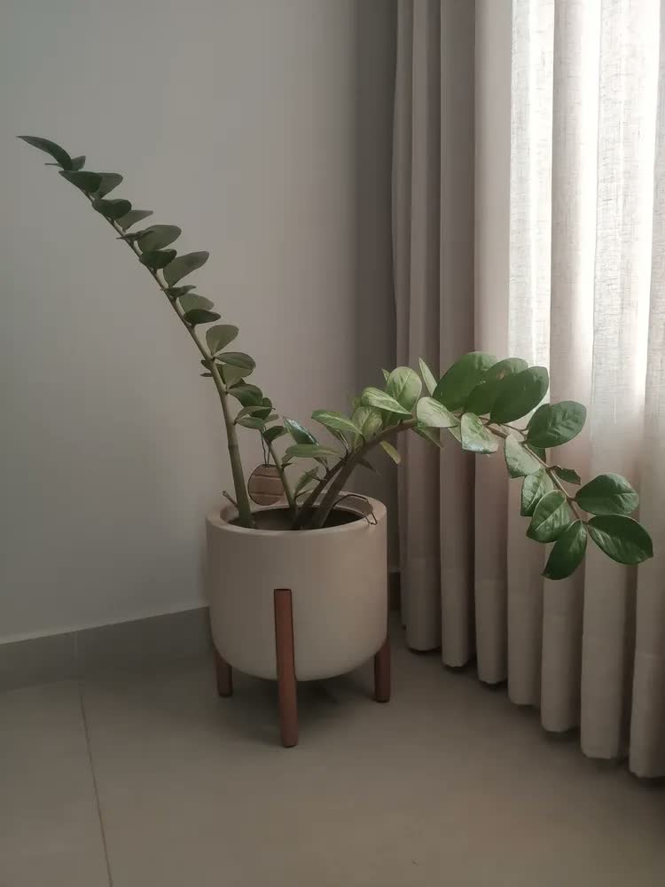 foto de Vaso De Planta Com Pé De Madeira Decoração Moderna Para Casa