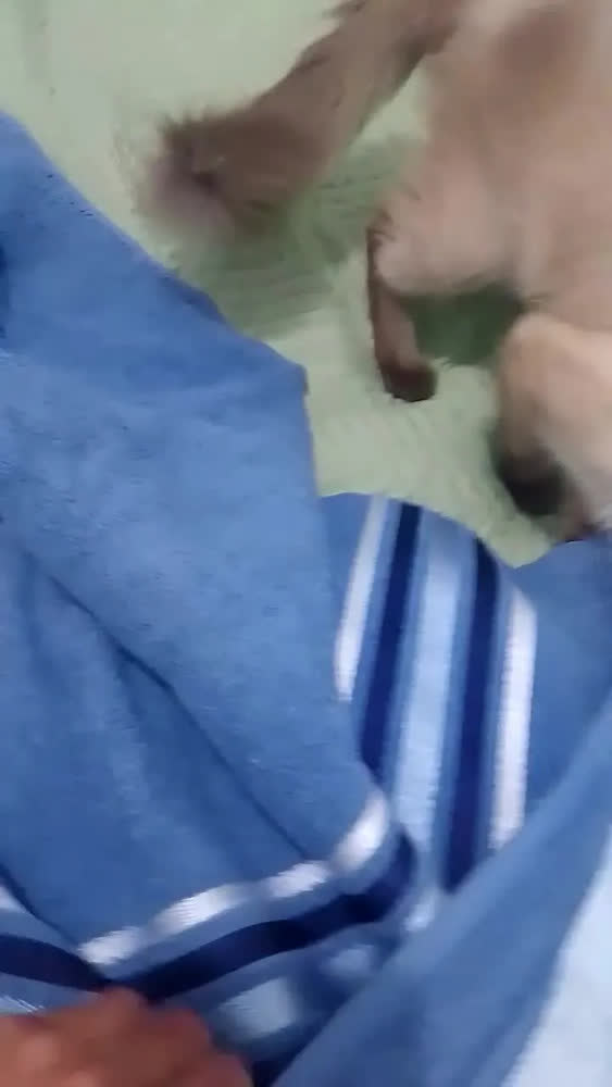 foto de Jogo Toalha Banho Rosto 4pçs Spin Camesa Algodão 500g