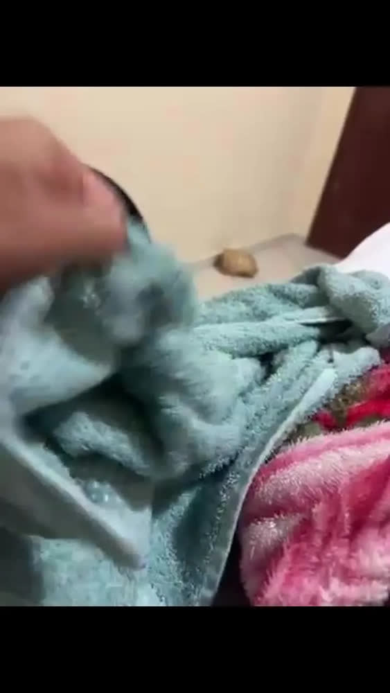 foto de Jogo Toalha Venus Algodão 4pç 2 Banho 2 Rosto Camesa