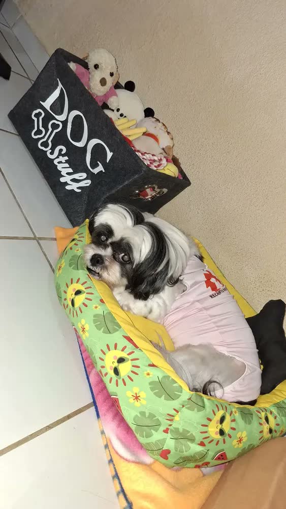 foto de Caixa Cesto Organizador Brinquedos Pet Gatos Cachorro Grande Preto Dog Stuff (estampa Texto Ossos)