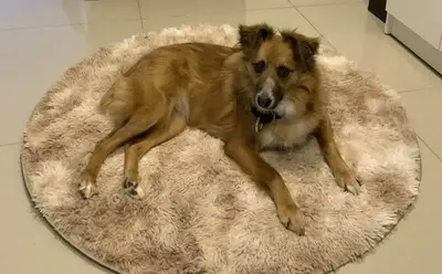 foto de Tapete Peludo Redondo Luxo Diâmetro 1,00 X 1,00 Promoção