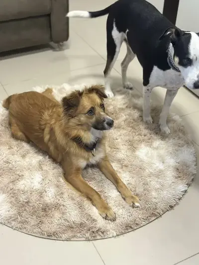 foto de Tapete Peludo Redondo Luxo Diâmetro 1,00 X 1,00 Promoção